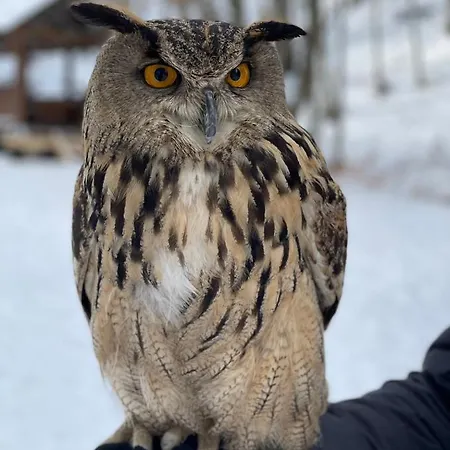 будиночок-зруб в центрі пилипця * Pilipets